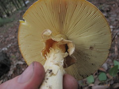 Amanita basii