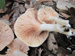 Entoloma niphoides