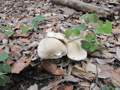 Entoloma niphoides