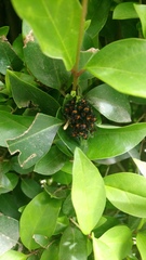 Euthyrhynchus floridanus