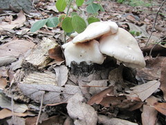 Entoloma niphoides