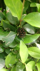 Euthyrhynchus floridanus