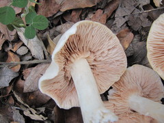 Entoloma niphoides