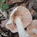 Entoloma - Photo (c) Alan Rockefeller, some rights reserved (CC BY), uploaded by Alan Rockefeller