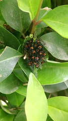 Euthyrhynchus floridanus