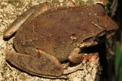 Pristimantis danae