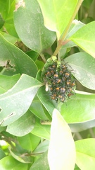 Euthyrhynchus floridanus