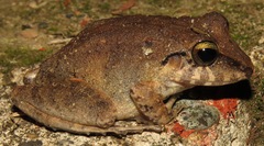 Pristimantis danae