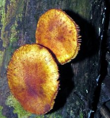 Gymnopilus subpurpuratus