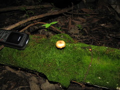 Gymnopilus subpurpuratus