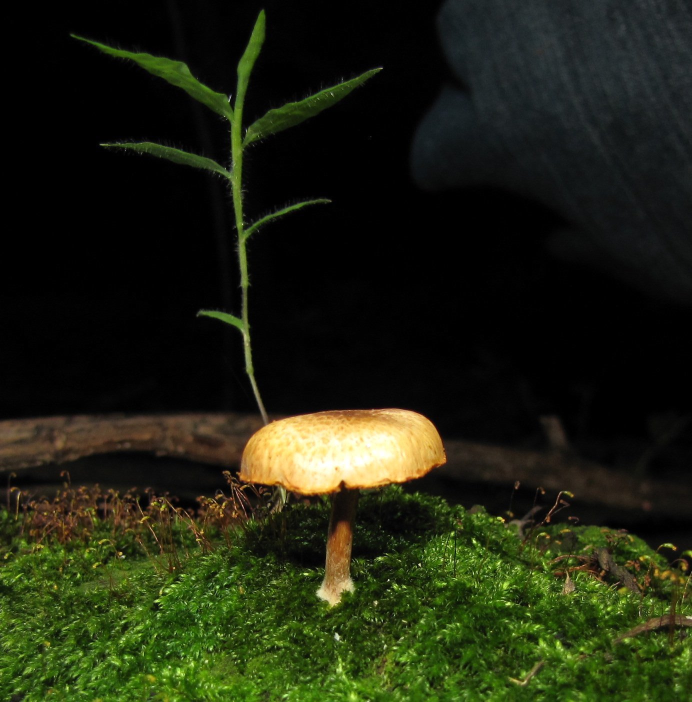 Gymnopilus subpurpuratus image