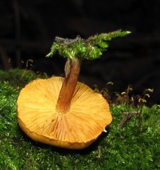 Gymnopilus subpurpuratus
