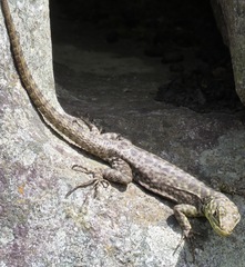 Stenocercus crassicaudatus