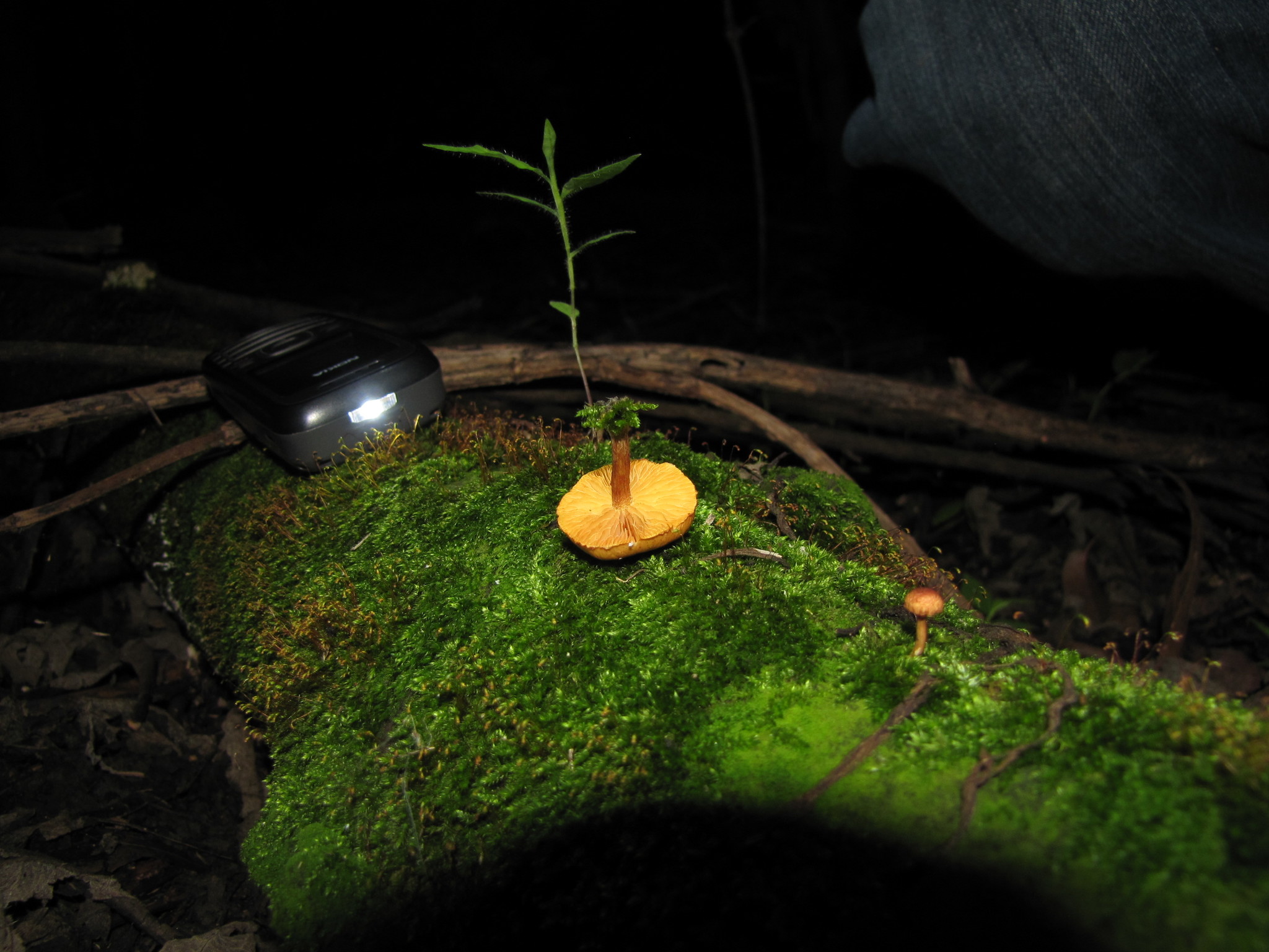 Gymnopilus subpurpuratus image