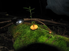 Gymnopilus subpurpuratus