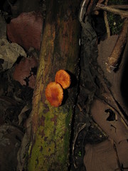 Gymnopilus subpurpuratus