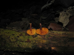 Gymnopilus subpurpuratus