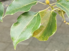 Ocotea obtusata