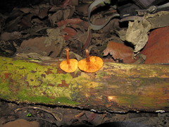 Gymnopilus subpurpuratus