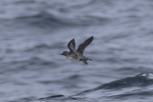 Cassinalk (Ptychoramphus aleuticus)
