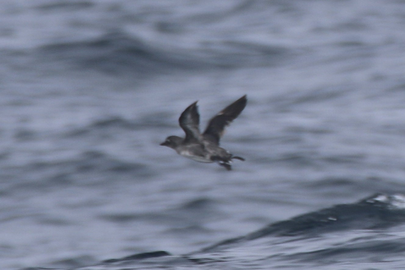 Cassin's Auklet illustration