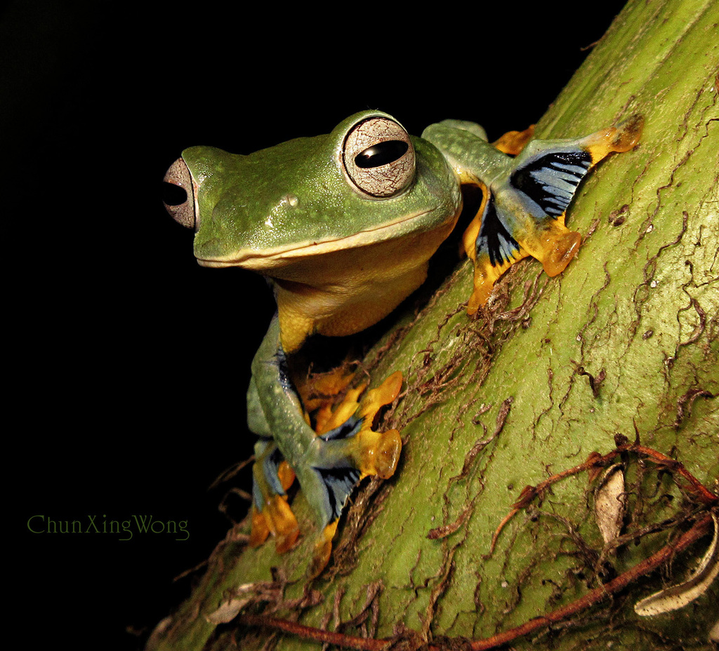 Bornean Flying Frog