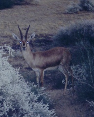Gazella bennettii