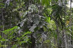 Image of Philodendron panamense