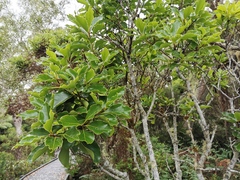 Ocotea obtusata