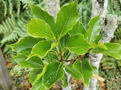 Ocotea obtusata