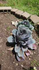 Brassica oleracea capitata