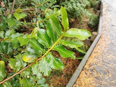 Aphloia theiformis
