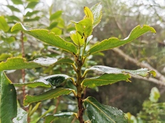 Aphloia theiformis