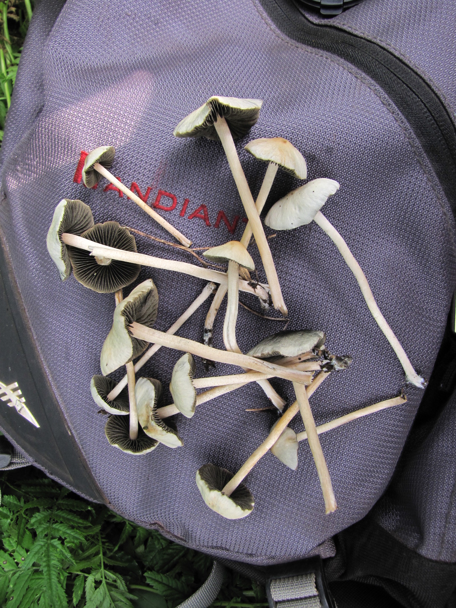 Panaeolus cyanescens image
