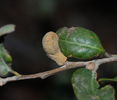 Heteroecus melanoderma