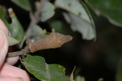 Heteroecus melanoderma