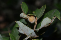 Disholandricus lasius