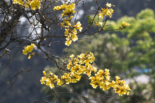 Handroanthus chrysotrichus
