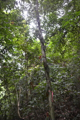 Philodendron hederaceum