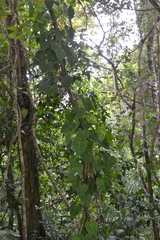 Philodendron hederaceum