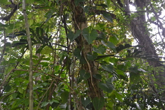 Philodendron hederaceum