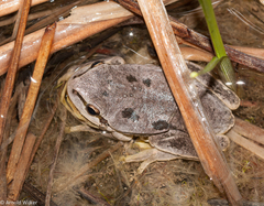 Hyla savignyi