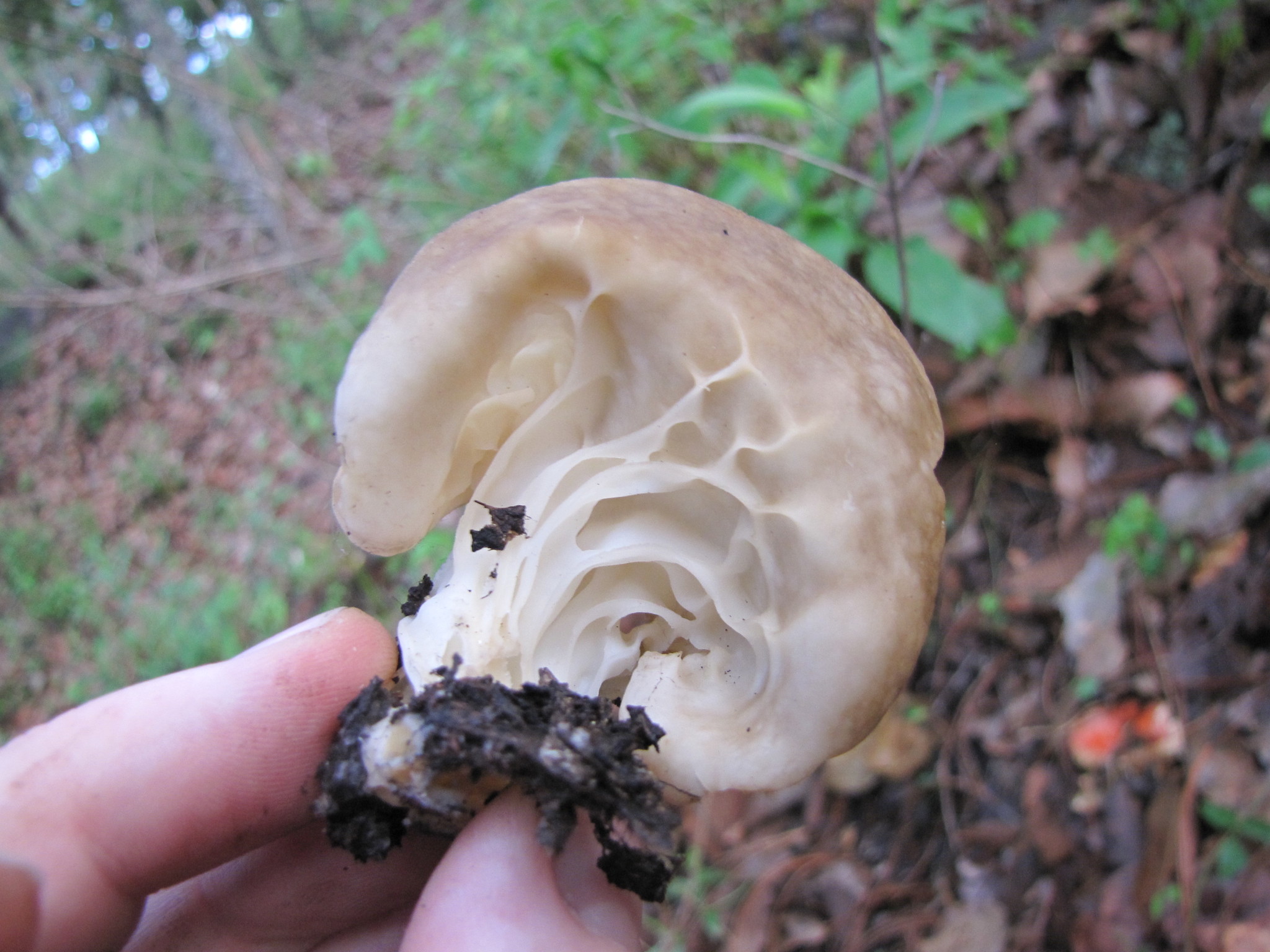 Helvella acetabulum image