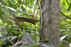 Philodendron findens