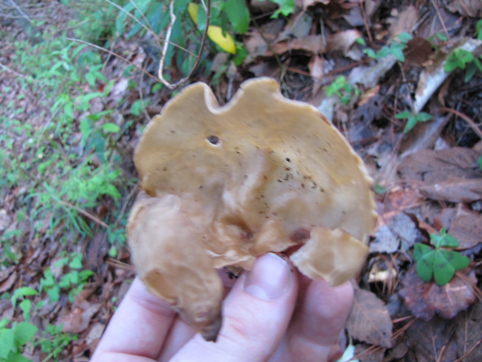 Helvella acetabulum image
