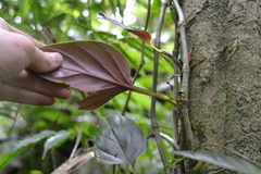 Philodendron findens