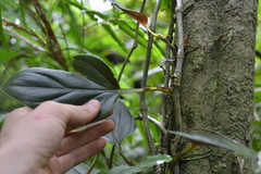 Philodendron findens
