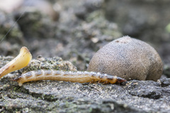 Denticollis linearis