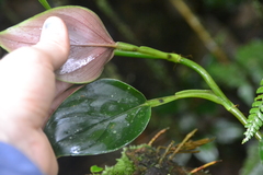 Philodendron findens