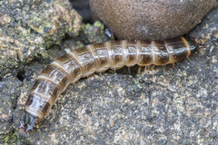 Denticollis linearis